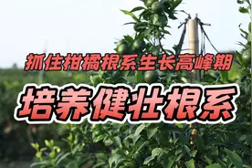 抓住柑橘根系生长高峰期，这样管理培养健壮根系，连年丰产！