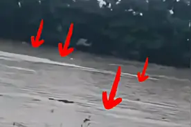 镇政府回应暴雨致养殖场鳄鱼出逃：确有此事，已通知村民不要下水视频封面