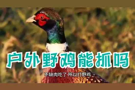 户外遇到野鸡能不能抓？野鸡能吃吗