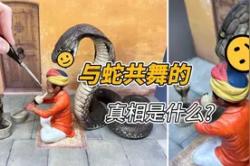 模型：吹笛子就能控制眼镜蛇，到底是真是假？