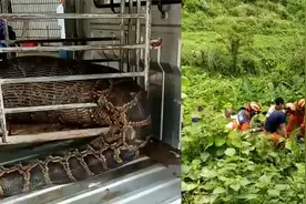 大蟒蛇偷吃村民养的羊，随后躲附近消化，消防将其捕捉后羊被吐出视频封面