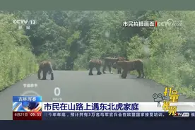 吉林珲春：生态向好！市民驾车经过山路，一次遇到四只东北虎视频封面