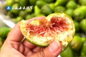抓紧！无花果春果快结束啦