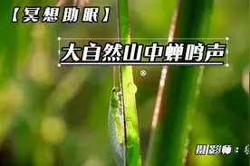 大自然山中的蝉鸣声，缓解耳鸣冥想助眠，参禅悟道人蝉无异