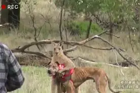 男子为解救自己的爱犬，一拳将袋鼠打的怀疑人生视频封面