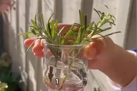 都市白领的阳台小森林：水培太阳花指南视频封面