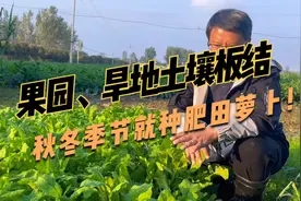 果园、干旱土壤板结，就种肥田萝卜，可不动土栽培，效果明显！