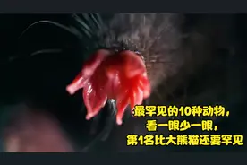 最罕见的10种动物，看一眼少一眼，第1名比大熊猫还要罕见视频封面