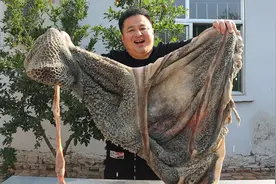 280元买一个大牛肚，天太热了做个“凉拌牛肚”，下酒喝真不错视频封面