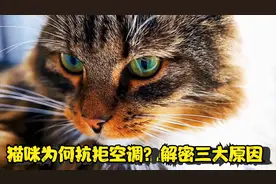 猫咪为何抗拒空调？解密三大原因
