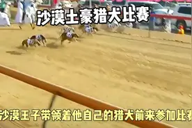 沙漠王子灵缇犬猎犬大赛，过程精彩刺激，7号选手能否获胜
