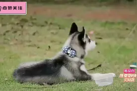 明星的反矫情达人：伊能静矫情没有用，贾玲给鞠婧祎颁发最心机奖视频封面