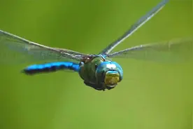 一个视频带你看完飞行动物的进化史