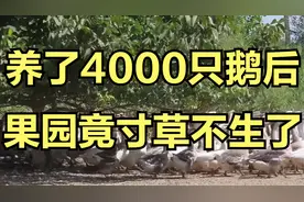 果园草多的可怕，养了4000只鹅后，果园内竟然是寸草不生了