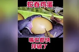 蛇吞鸡蛋全过程