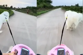 萨摩耶拉载主人坐摇摇车，一路狂飙时速高达30迈，压弯切内线太帅