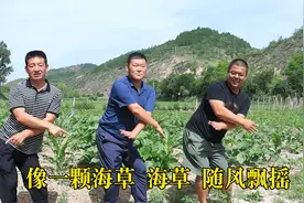 “农村三直棍”来菜地跳海草舞，今天却非常灵动，原是别有目的！