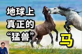 唯一参加奥运会的动物，主宰人类战争5000年，地球真正的猛兽—马视频封面