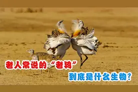 老人常说的“老鸨”，是“万鸟之妻”，它到底是什么生物？