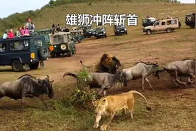 母狮半天没抓到角马，雄狮一出场瞬间斩杀，简直太帅了视频封面