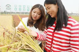 【乡村振兴齐鲁样板】 山东鱼台：35万亩水稻 喜获丰收视频封面