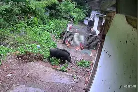 几百斤的大野猪真能生啊，一胎8只小野猪，也不怕人