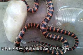 世界十大巨蛇：震撼与恐惧并存视频封面