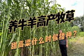 你知道甜高粱什么时候播种吗？需要注意哪些要点？一定要看