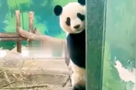饲养员请假不跟大熊猫宝贝报备，后果有多严重！视频封面