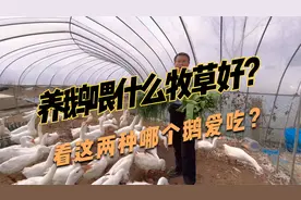 养鹅要用什么牧草好？俄罗斯饲料菜和黑麦草哪个鹅更爱吃呢？视频封面
