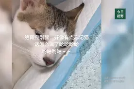 猫咪刚绝育完，下一秒感觉要说人话了，原来全麻后乱说话不分物种视频封面