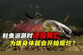 历经千辛万苦洄游，鲑鱼的身体为什么会逐渐腐烂？一切为了繁衍