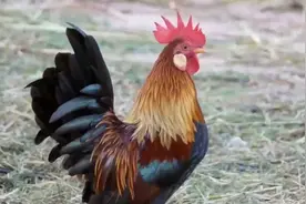 公鸡真的没有“生殖器”？那是怎么完成交配的？看完涨知识了