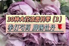30种大花浓香月季！拳打芍药，脚踢牡丹，绝对花园女王【3】视频封面
