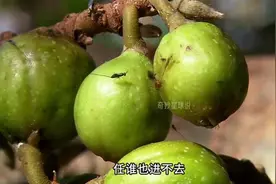 四重寄生：比地狱还恐怖的生存环境竟在一颗无花果里视频封面