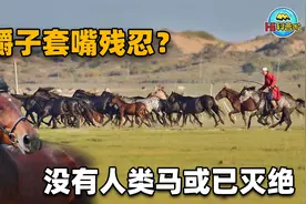 为什么用马嚼子套马，这么做不残忍吗？没有人类它们可能早已灭绝