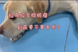 拉布拉多脂肪瘤到底要不要手术？视频封面