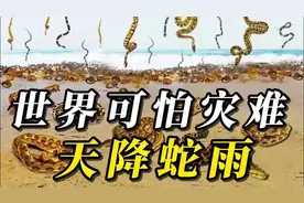 惊险！天降蛇雨，世界罕见灾难！全世界最可怕10种动物灾难！视频封面