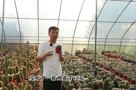 仙人球长满侧芽，多年不开花，适当“狠一点”，就能开爆盆视频封面