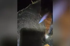 骡子肚子发胀，兽医放气点火治疗