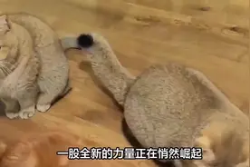 女主谭竹首次露脸回应，男主“胖猫”真容曝光，人不胖而且很帅视频封面