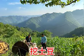 今年的新土豆挖了一块，三月种下六月收，下山车装满了看看都有啥视频封面