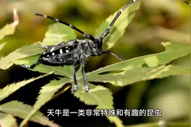 天牛生活习性揭秘：探秘神奇昆虫的奇妙世界视频封面