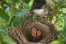 鸟妈妈识破杜鹃鸟蛋后续：3只小鸟顺利出壳视频封面