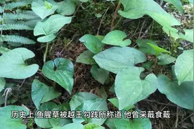 鱼腥草的功效与禁忌