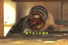 一名男子把罐头套猫咪头上的恶作剧，让猫咪无法吃东西痛苦不已！视频封面