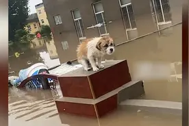 小狗被男子救下后寸步不离跟着救援 当事人：一起救了几户村民视频封面