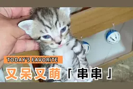 看看美短和狸花的串串，一窝生了5个，都快满月了，还没找到下家