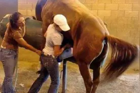 骡子为何都无法生育呢，看看驴和马干的好事，这下全都明白了视频封面