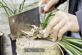 兰花烂根不要急，砍掉后都在一步，新根蹭蹭长不停视频封面